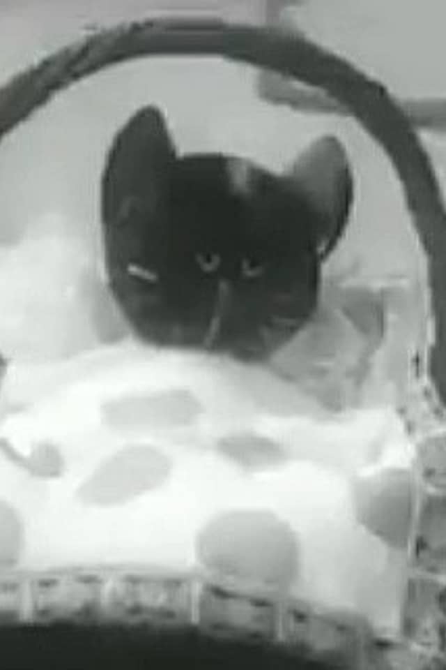 Koneko no Byouki