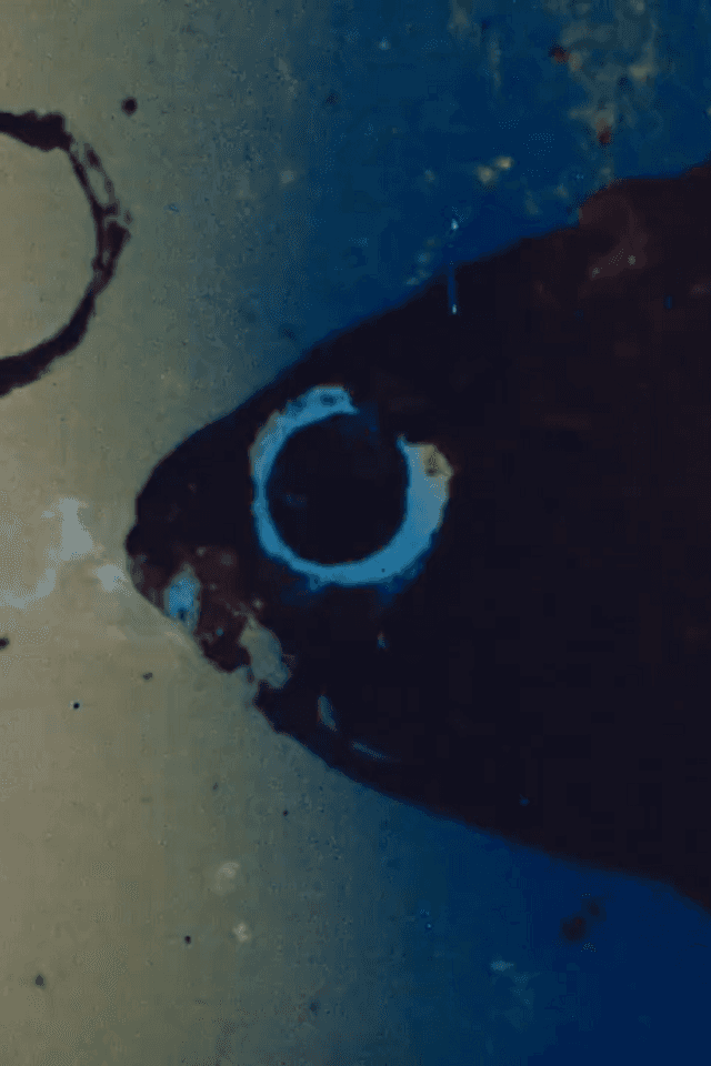 Anapoko
